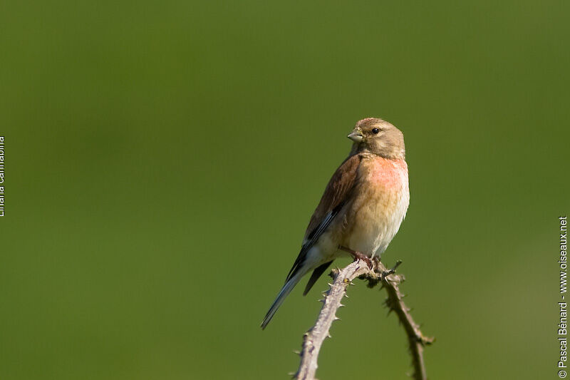 Common Linnet