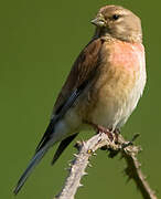 Common Linnet