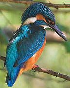 Common Kingfisher