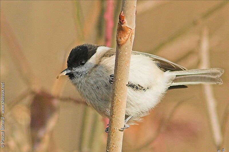 Mésange nonnette