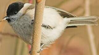 Marsh Tit