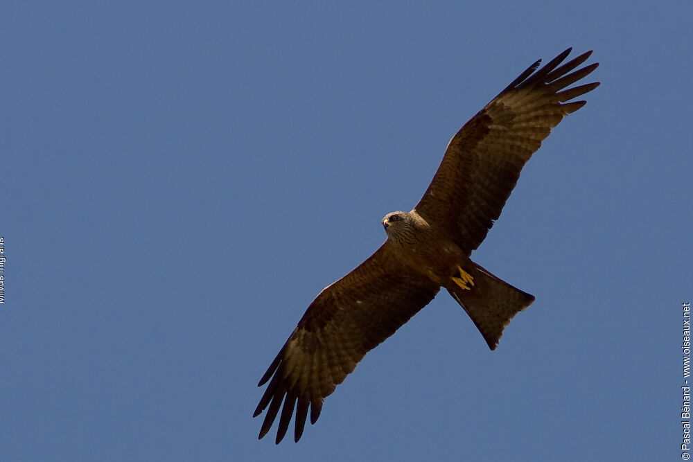 Black Kite