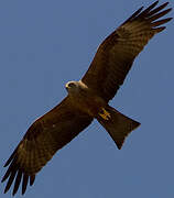 Black Kite