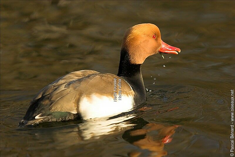 Red-crested Pochard