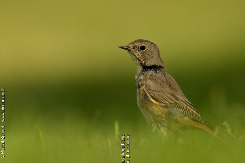 Common Redstart female