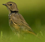 Common Redstart