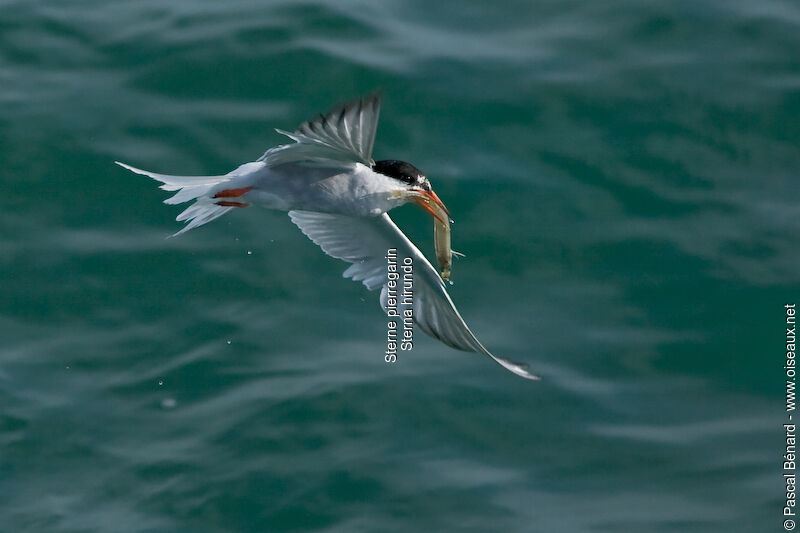 Common Tern