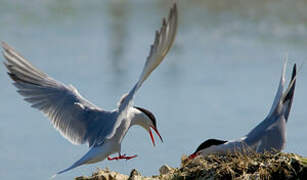 Common Tern