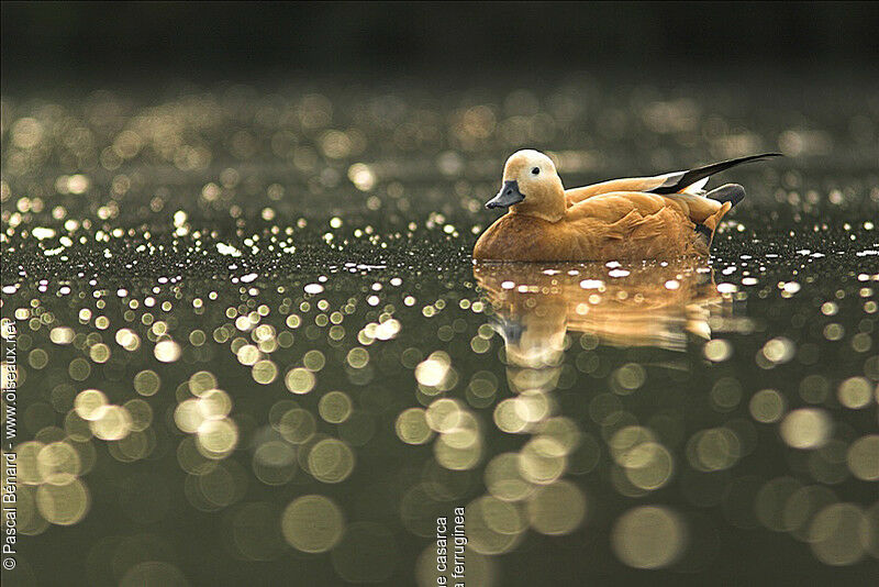 Ruddy Shelduck