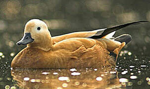 Ruddy Shelduck