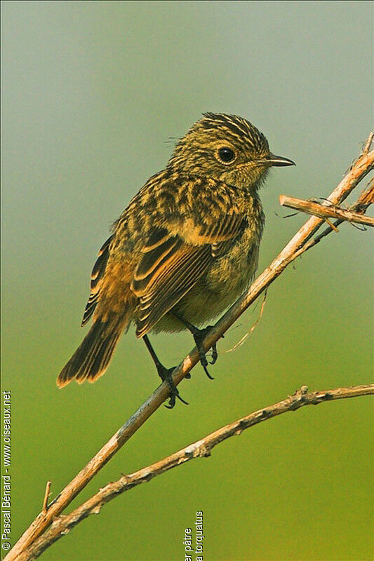 European Stonechatjuvenile