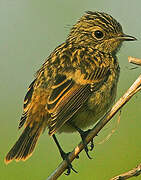 European Stonechat