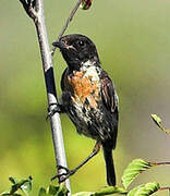 European Stonechat