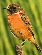 European Stonechat