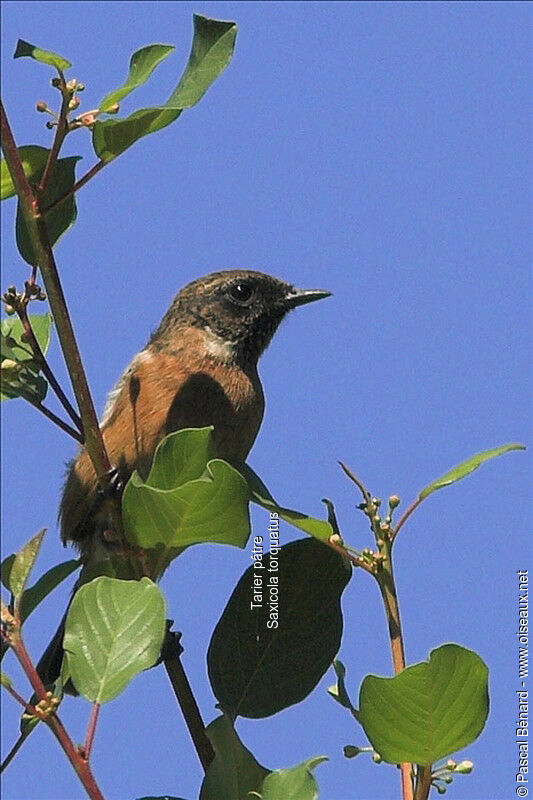 European Stonechat