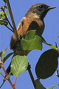 European Stonechat