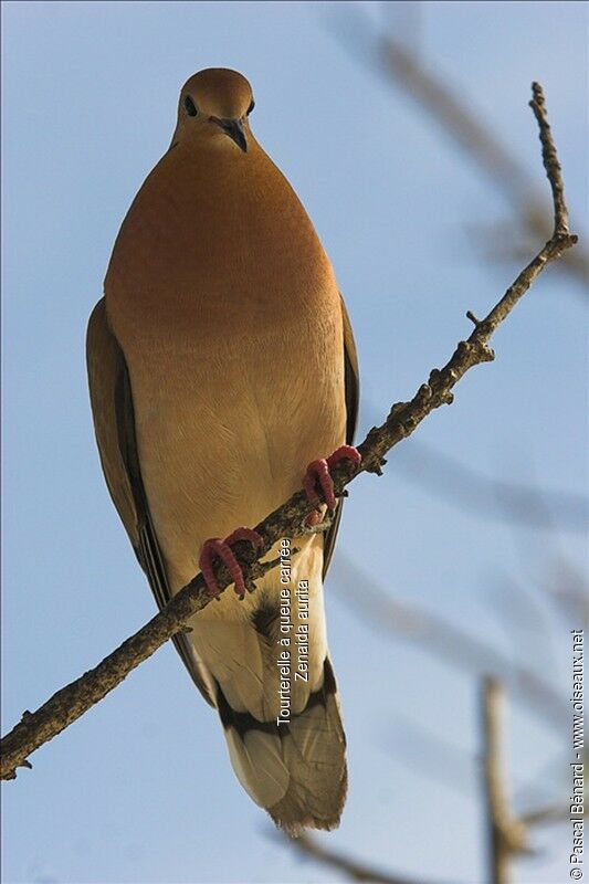 Zenaida Dove