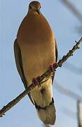 Zenaida Dove