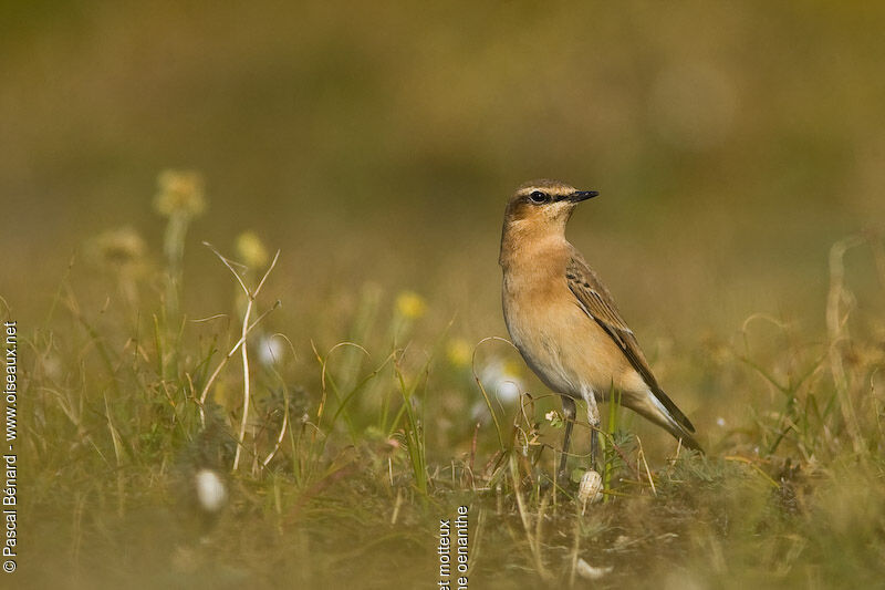 Northern Wheatear male immature