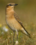 Northern Wheatear