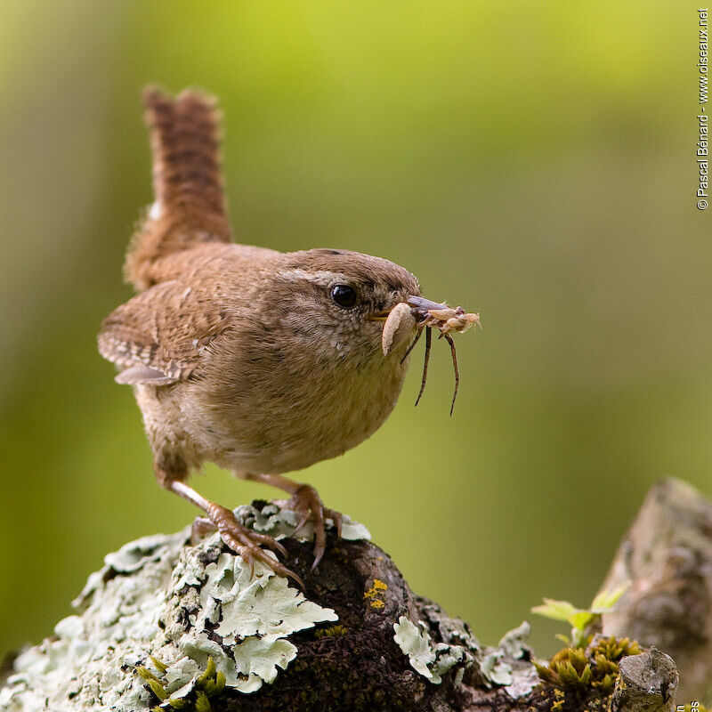 Troglodyte mignon