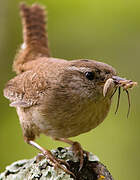 Troglodyte mignon