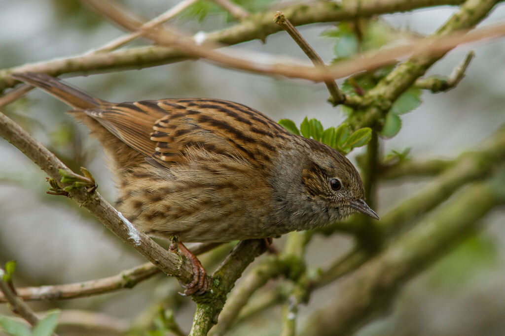 Dunnock