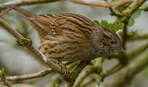 Dunnock