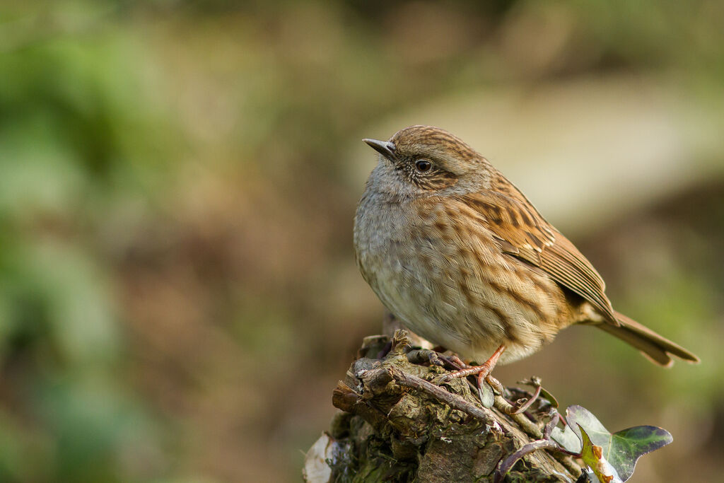 Dunnock