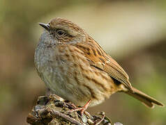 Dunnock