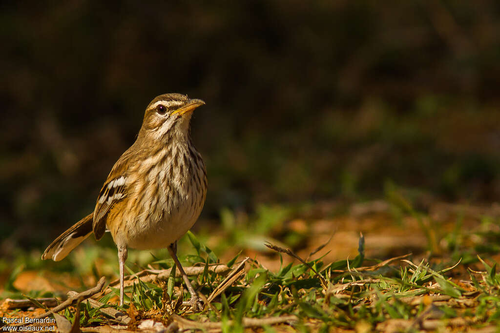 Agrobate à dos rouxadulte, identification