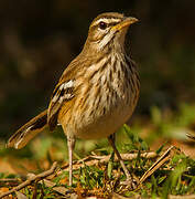 White-browed Scrub Robin