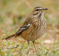 White-browed Scrub Robin