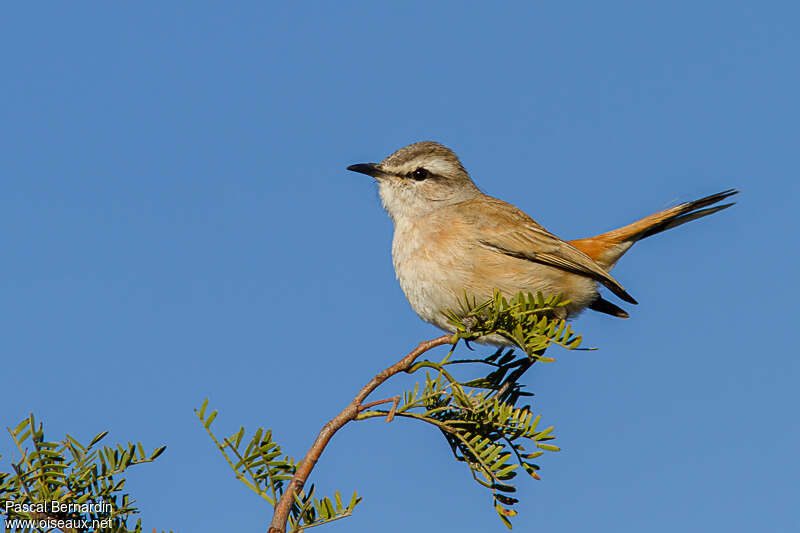 Kalahari Scrub Robinadult, identification