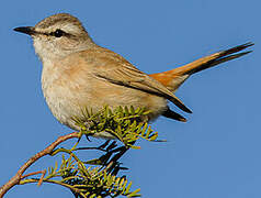 Kalahari Scrub Robin