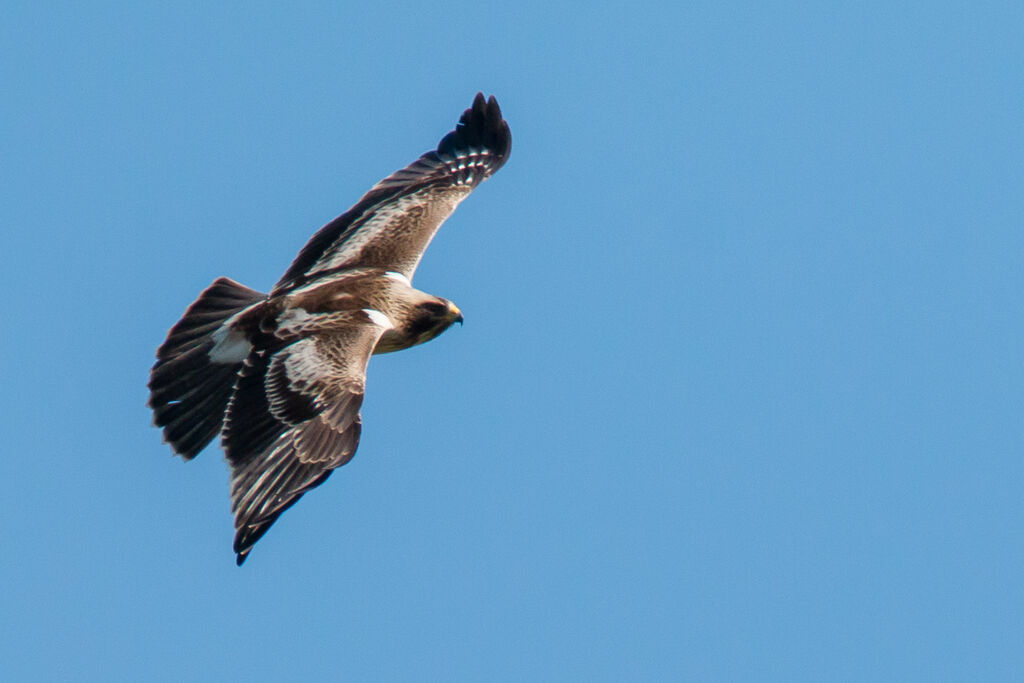 Booted Eagle