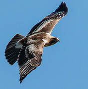 Booted Eagle