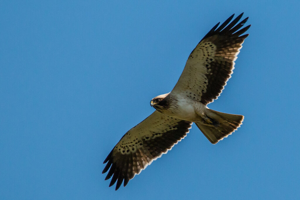 Aigle botté