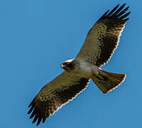 Booted Eagle