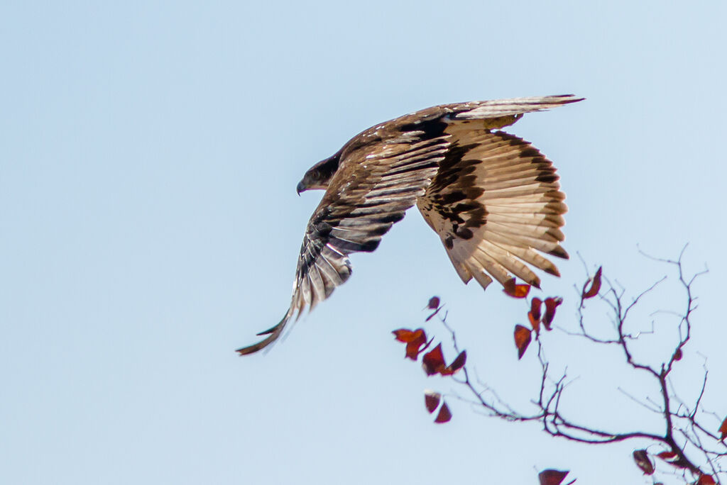 Aigle fascié