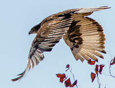 African Hawk-Eagle