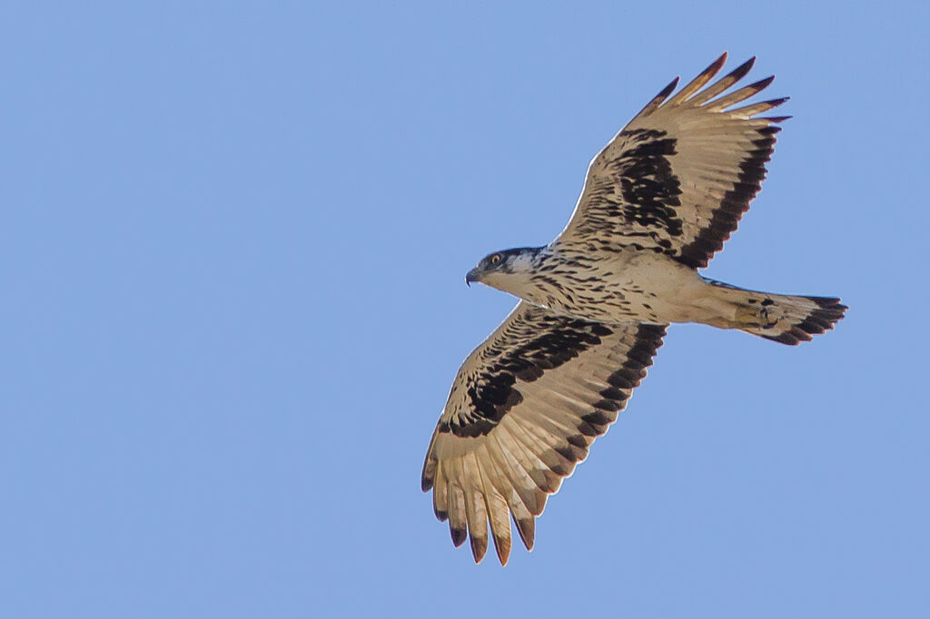 Aigle fascié, Vol