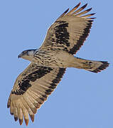 African Hawk-Eagle