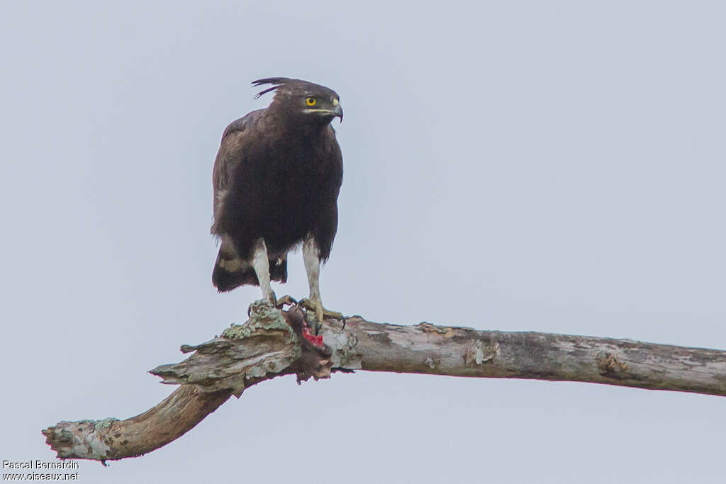 Long-crested Eagleadult, eats