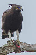 Long-crested Eagle