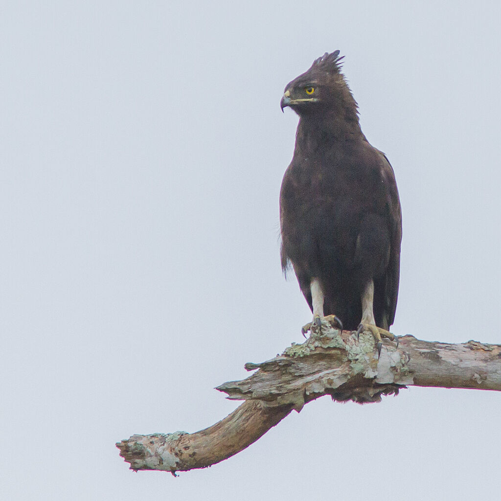 Long-crested Eagle