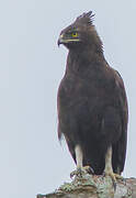 Long-crested Eagle