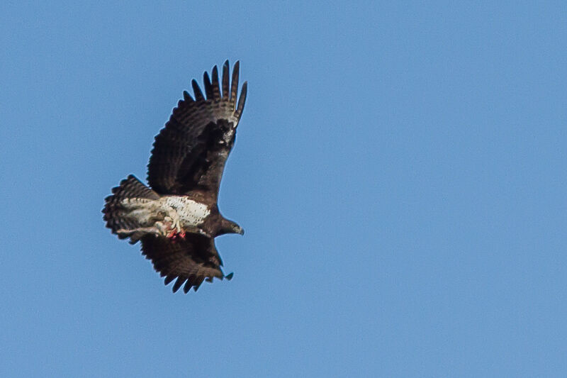 Martial Eagle