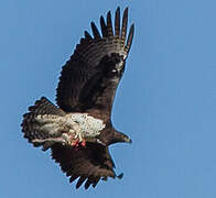 Martial Eagle