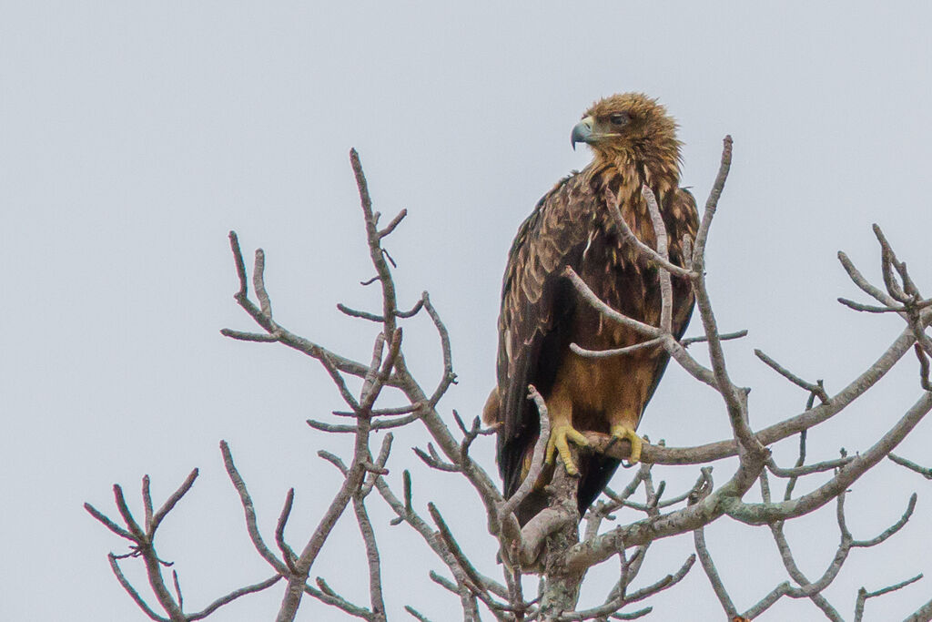 Aigle ravisseur